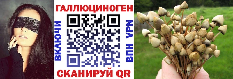 Псилоцибиновые грибы Psilocybe  Строитель 
